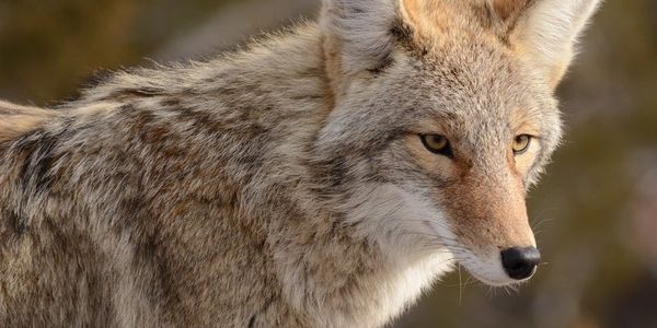 Coyote